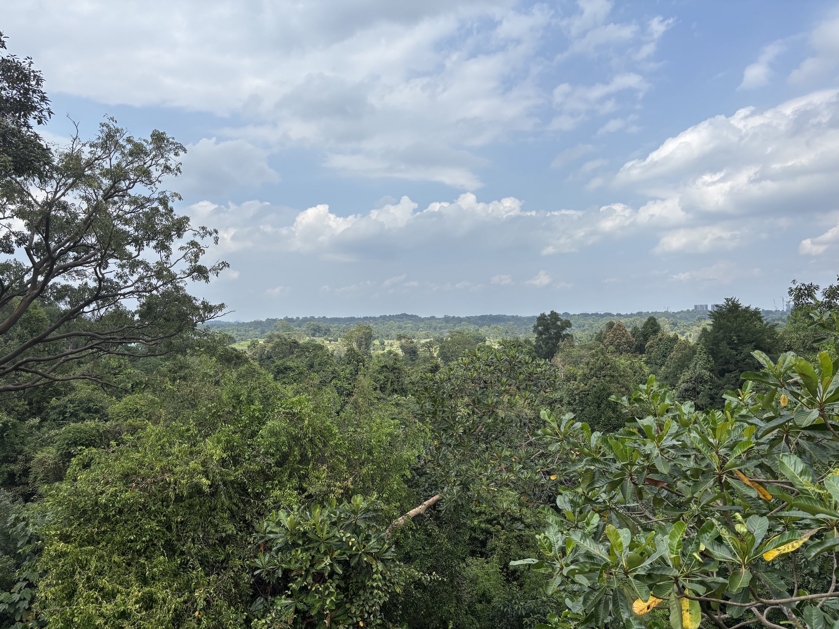 Tree Top Walk sights