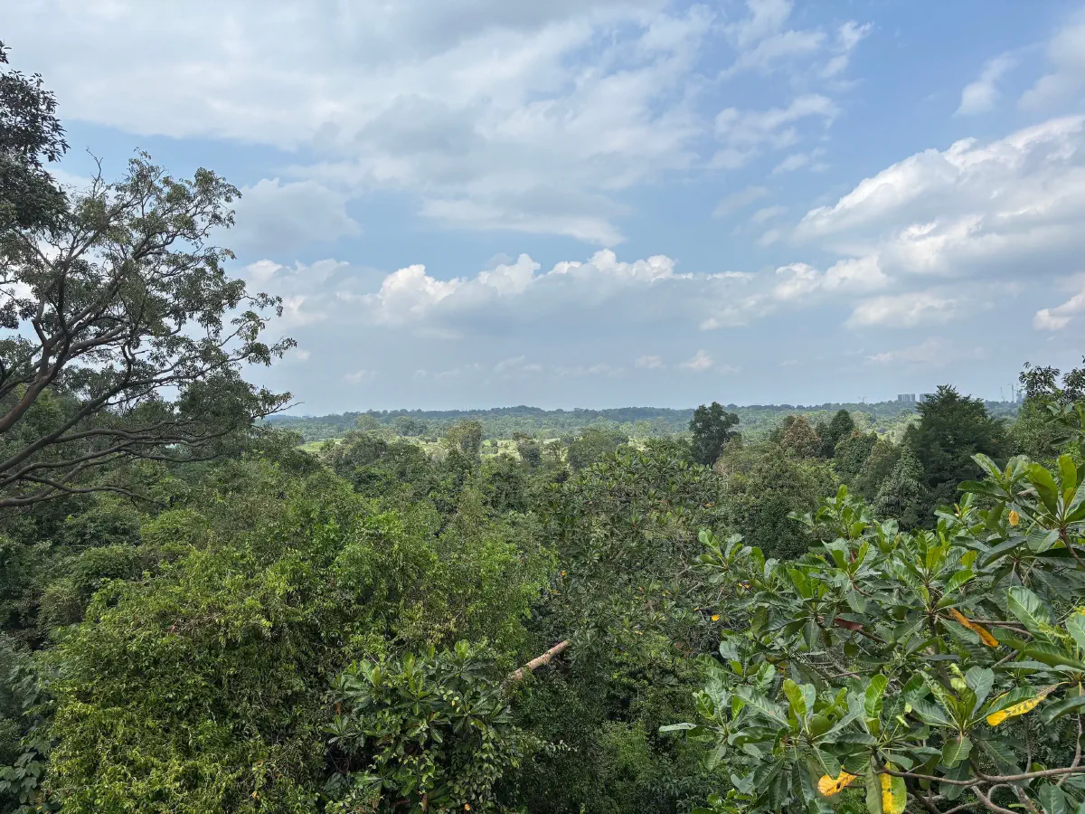 Tree Top Walk sights