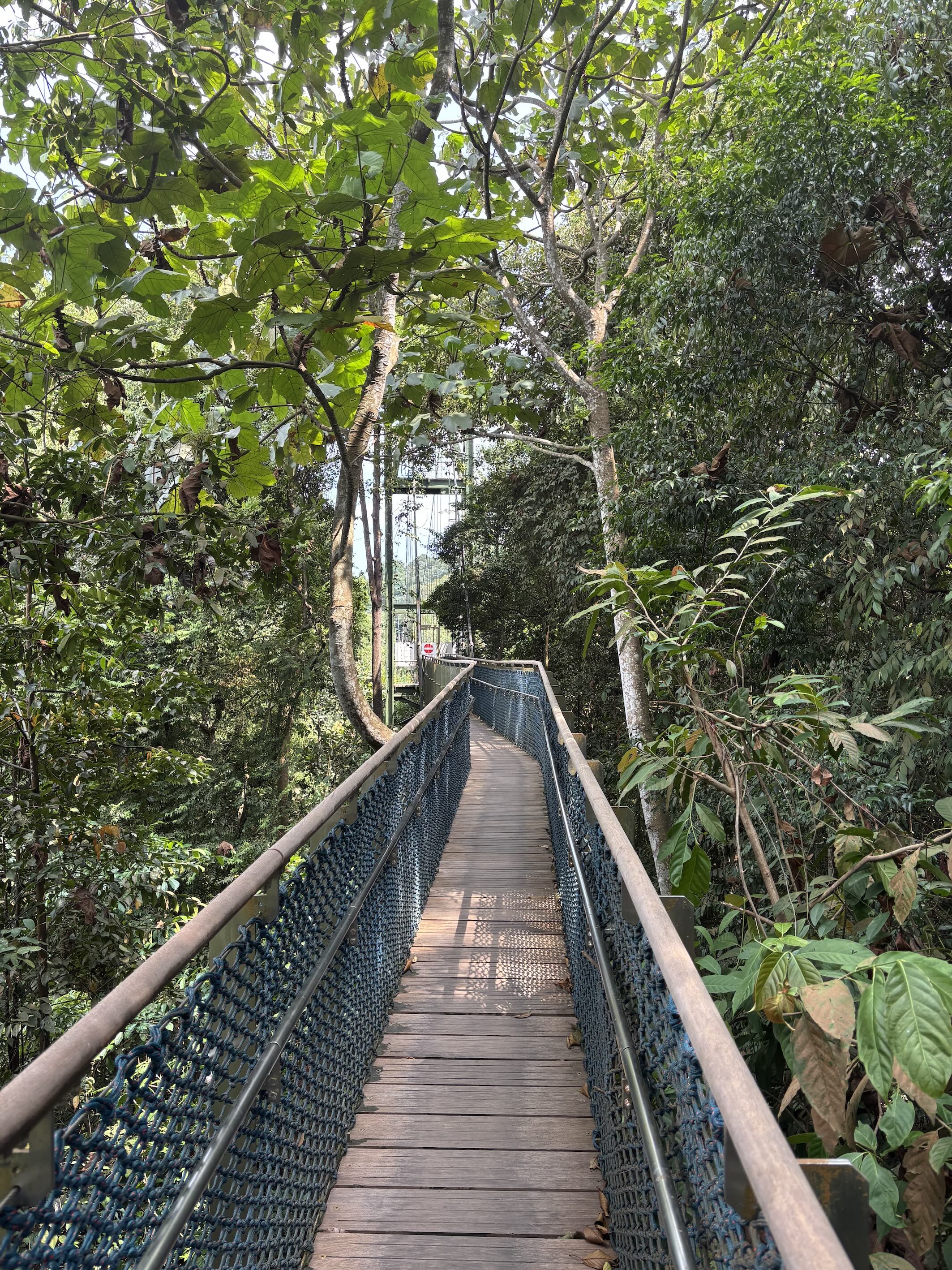 MacRitchie Tree Top Walk